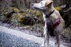 Wandern mit Hund beim Steinschaler Dörfl